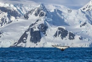 «Пингвины часто заходят в гости» — воронежец о жизни в Антарктиде