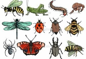 Тест: какое ты насекомое?